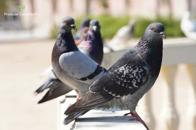 medicamente premium pentru porumbei