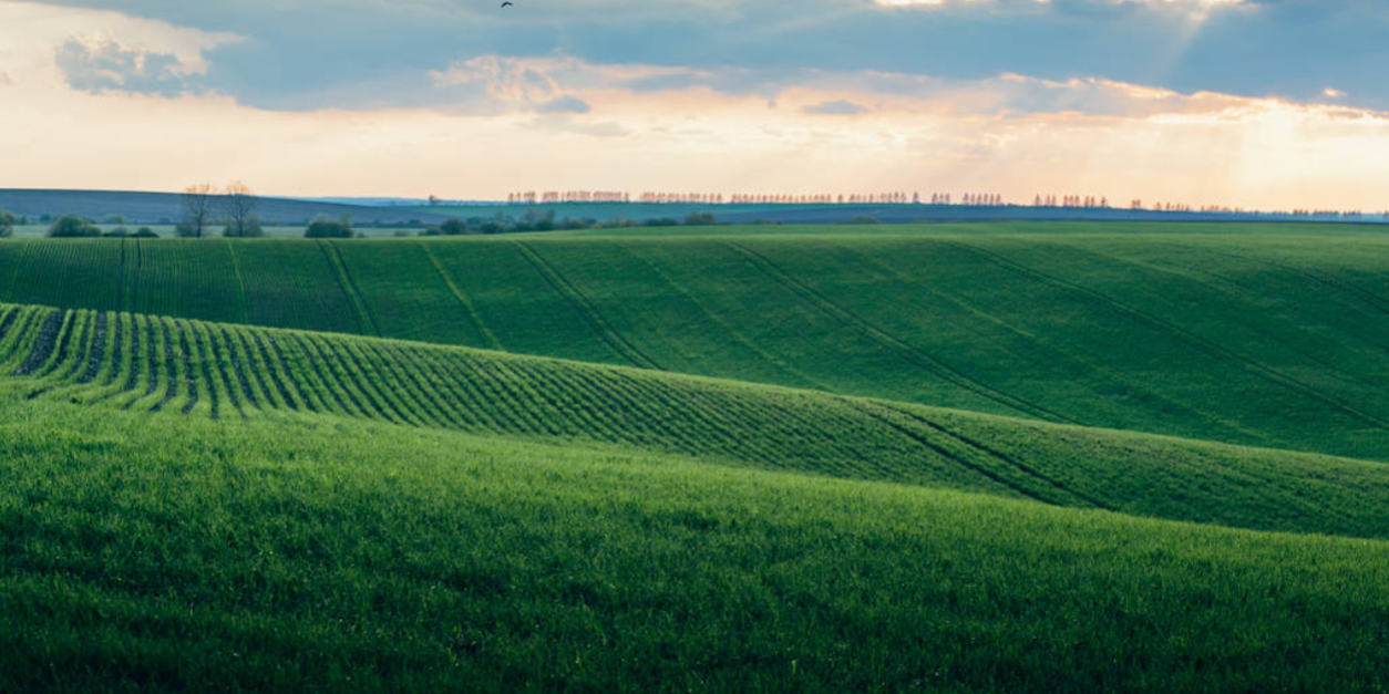 Importanța și avantajele irigării terenurilor agricole pentru productivitatea și calitatea culturilor Importanța și avantajele irigării terenurilor agricole pentru productivitatea și calitatea culturilor